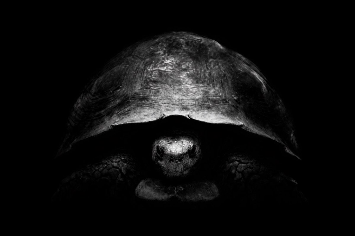 the tortoise