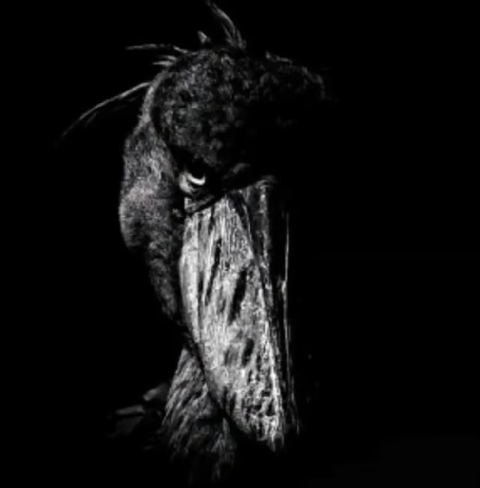 SHOEBILL