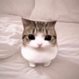 Meowpin