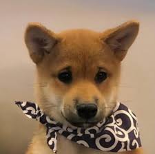 dogwifbandana logo
