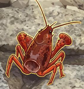 Shrimp