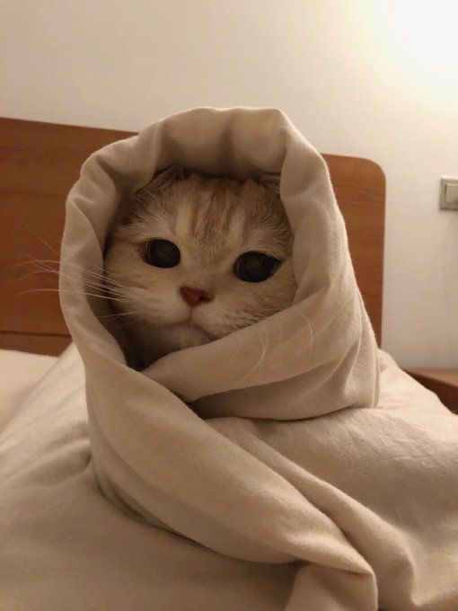 GM