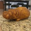 HIPPO