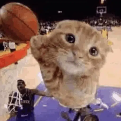 the cat is ballin logo