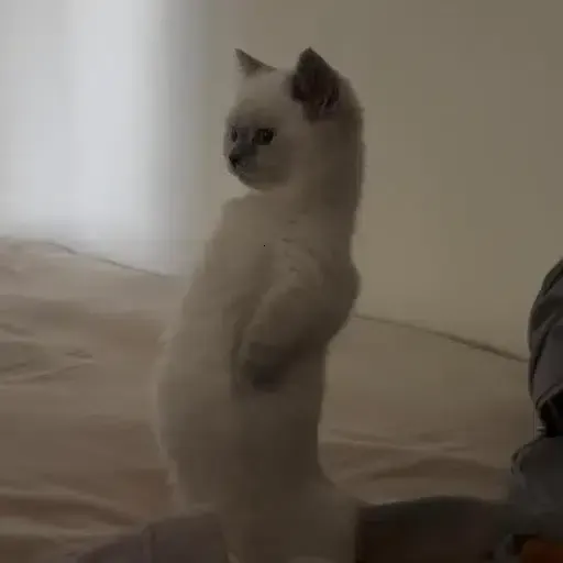 toto
