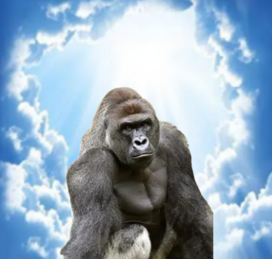 Harambe