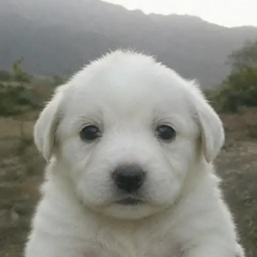 cachorro logo
