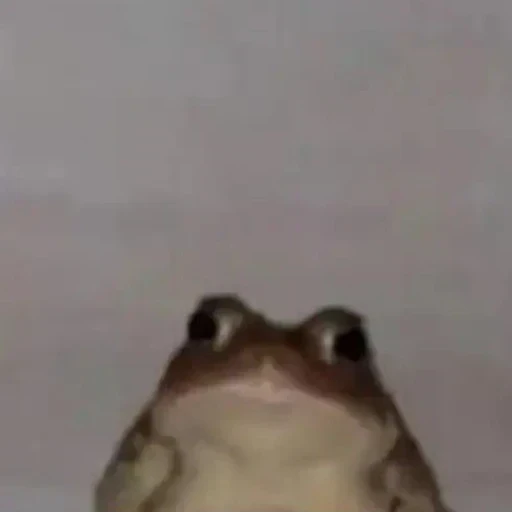 freg