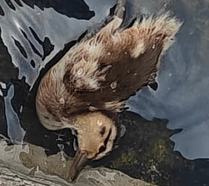 DUCKY