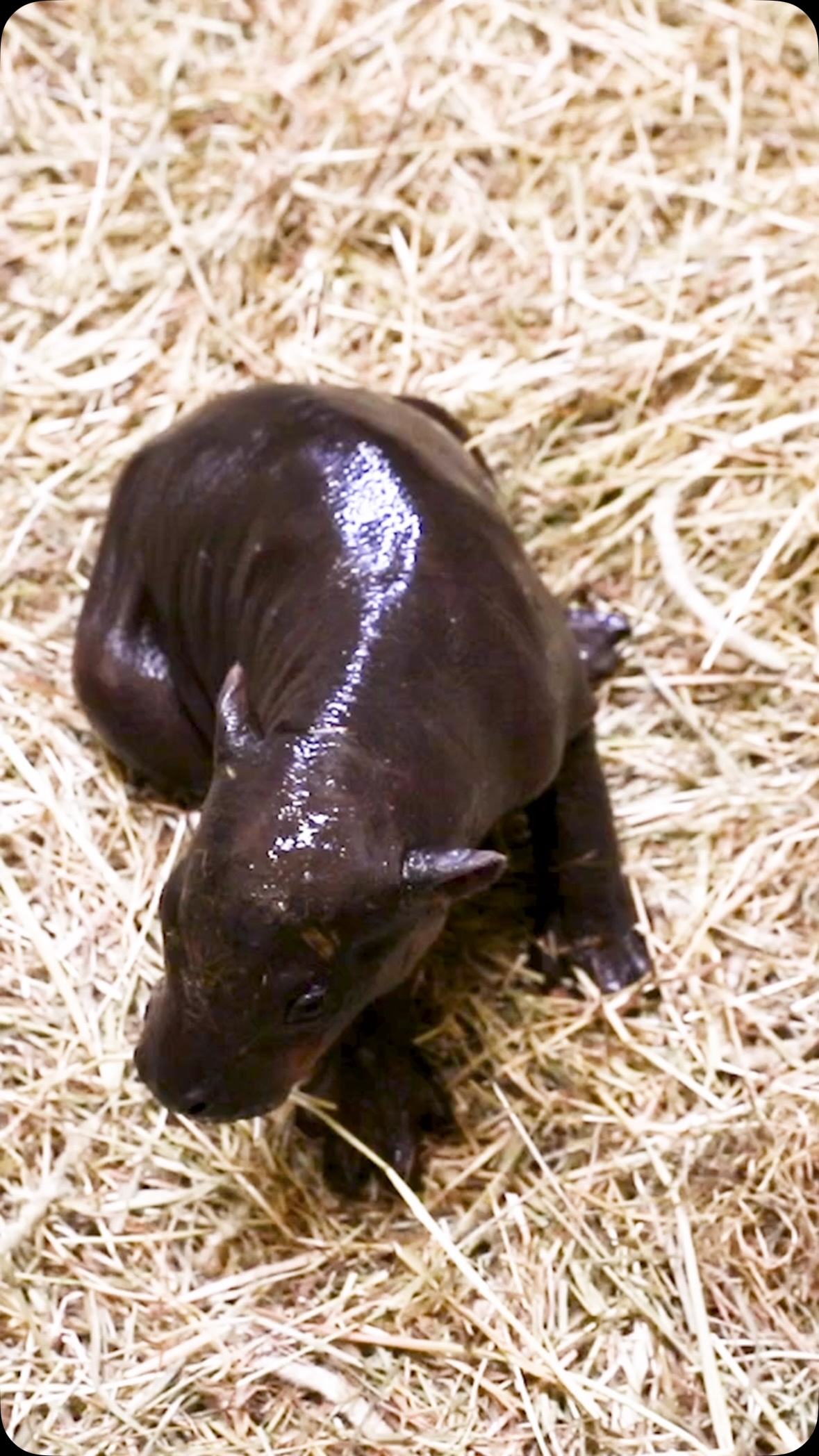 Same Zoo As Haggis Watch Vid logo