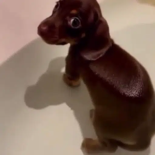 Side Eye Dog 2.0 logo