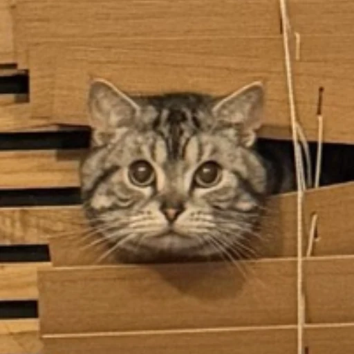 windowcat logo