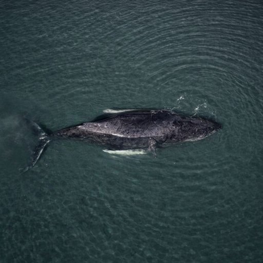 The Stranded Whale