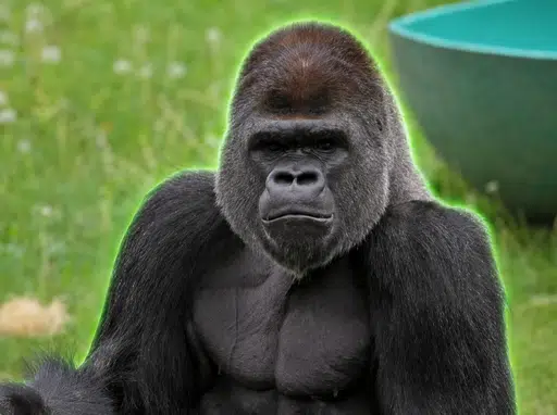 The Suicidal Gorilla