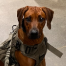 TheFlowHorse Dog logo
