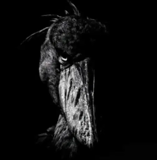 SHOEBILL