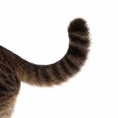 tail