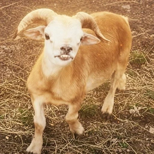 Juliano