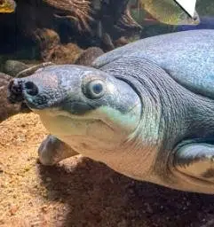 Karl The Fly River Turtle logo