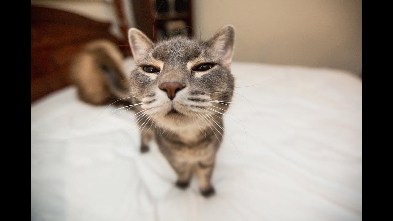 Meow logo