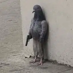 every animal wif gun has bonded logo