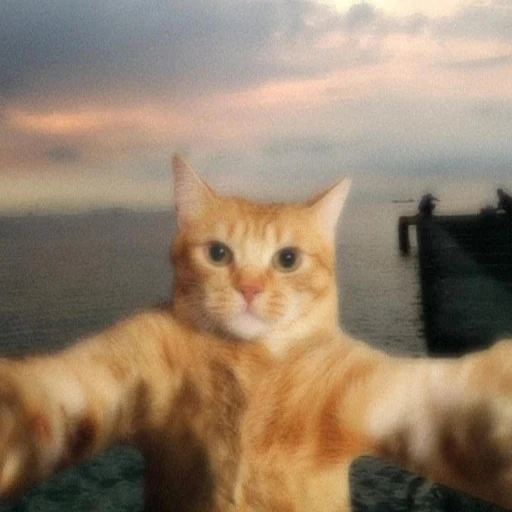 Meow