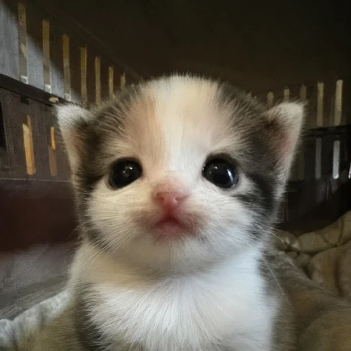 zwazu
