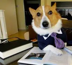 LAWYERDOG