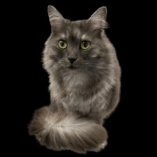 Silver cat