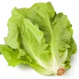 Just a lettuce logo