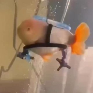 Wheelchair fish