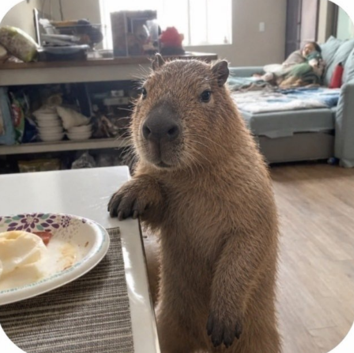 The rugger Capybara token artwork