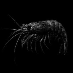 SHRIMPS