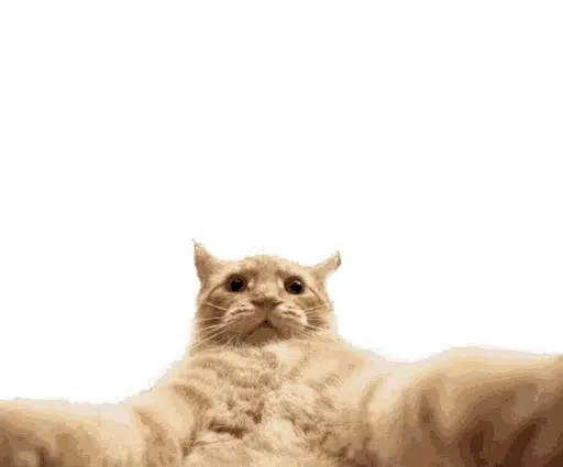 Snapcat