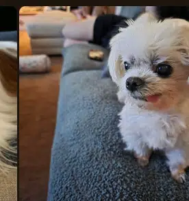 r/dog = 50% bundle  logo