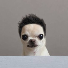 Dog Wif Wig logo