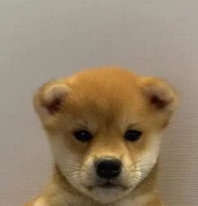 Inu